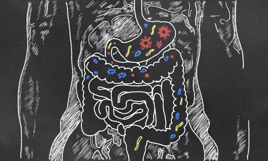 Intestines Sketch with Guts Bacteria Allergens