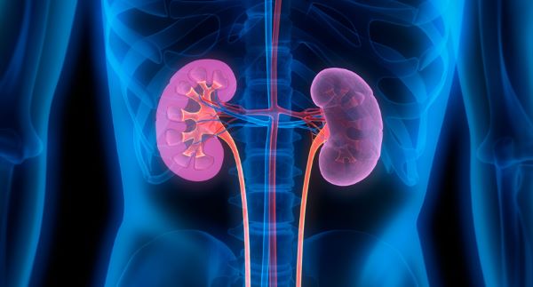 image in x-ray style showing kidneys