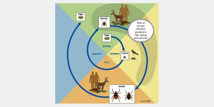 Image of a tick life cycle