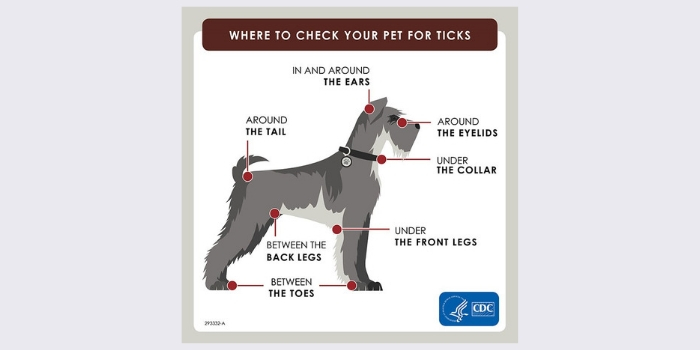 Where to check your pet for ticks image