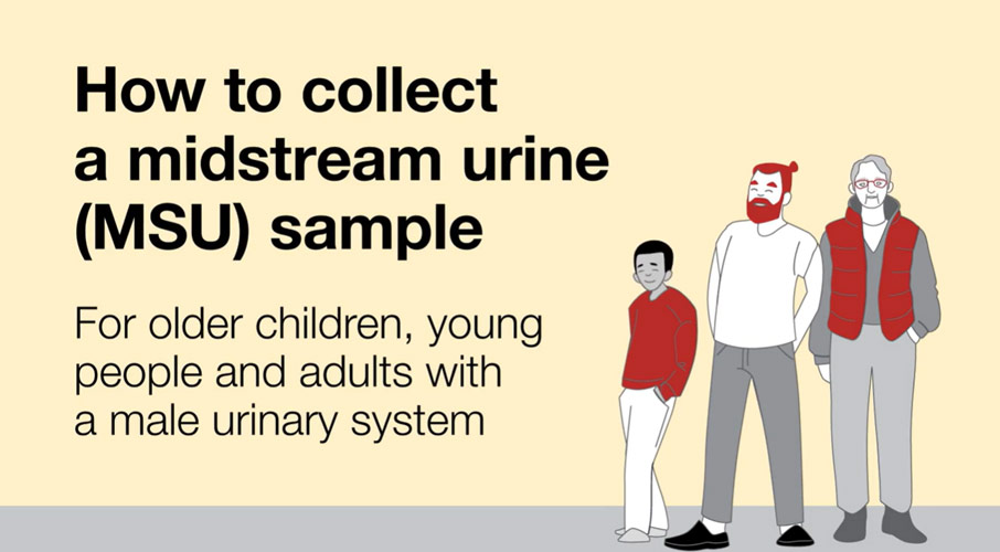 How to collect a mid-stream urine sample for males