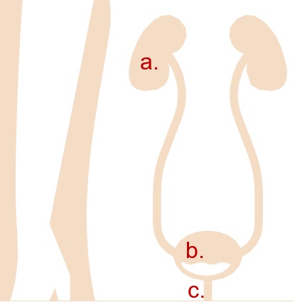 Diagram of kidneys, bladder and urethra, with kidneys labelled a, bladder labelled b, and urethra labelled c