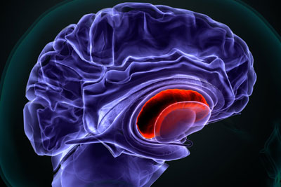 Blue red scan of brain
