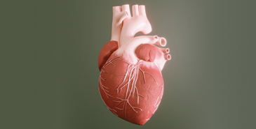 Cardiovascular Disease Risk Assessment