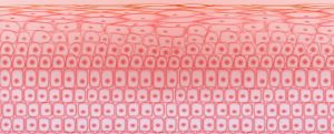 Illustration of skin tissue cells, layers of skin, blood in vein