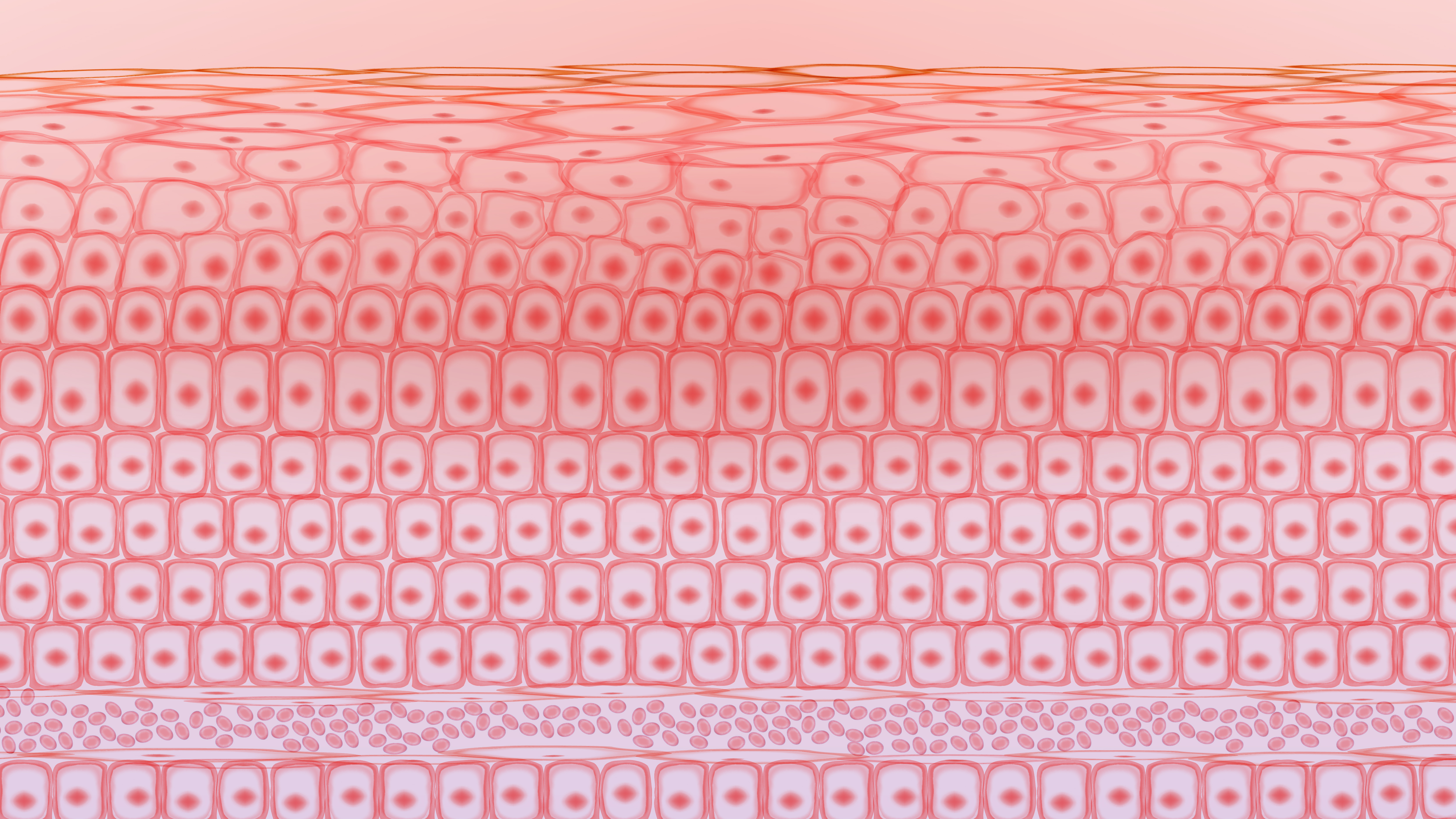 Illustration of skin tissue cells, layers of skin, blood in vein