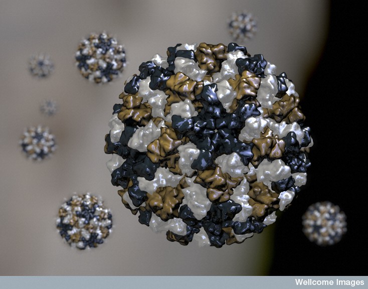 Zoom-in of Norovirus 